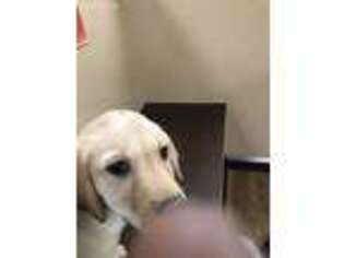Labrador Retriever Puppy for sale in South Holland, IL, USA