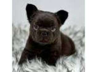 French Bulldog Puppy for sale in Wonder Lake, IL, USA