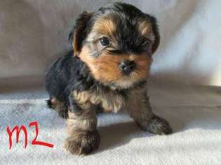 Yorkshire Terrier Puppy for sale in Gladbrook, IA, USA