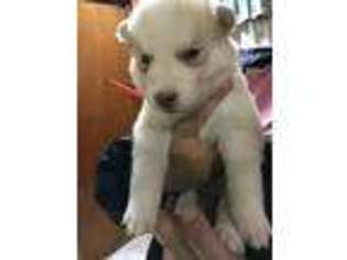 Siberian Husky Puppy for sale in Jesup, GA, USA