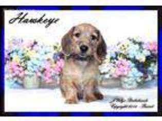 Dachshund Puppy for sale in Troy, OH, USA