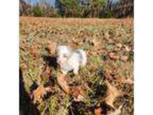 Pembroke Welsh Corgi Puppy for sale in Summerfield, NC, USA