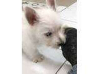 West Highland White Terrier Puppy for sale in Detroit Lakes, MN, USA