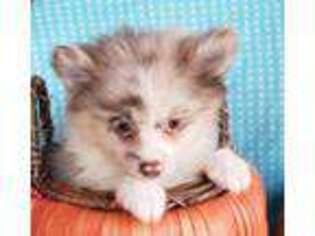 Pomeranian Puppy for sale in Grabill, IN, USA