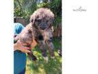 Labradoodle Puppy for sale in Lynchburg, VA, USA