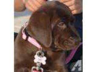 Labrador Retriever Puppy for sale in MIRA LOMA, CA, USA