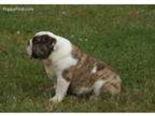 Bulldog Puppy for sale in Oronogo, MO, USA
