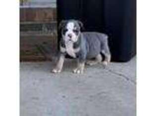 Olde English Bulldogge Puppy for sale in Hartselle, AL, USA
