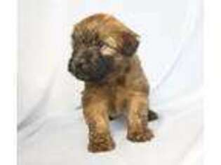 Soft Coated Wheaten Terrier Puppy for sale in Liberal, MO, USA