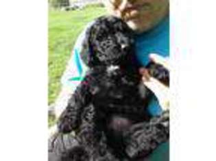Goldendoodle Puppy for sale in Cohocton, NY, USA