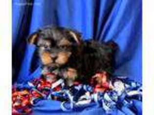 Yorkshire Terrier Puppy for sale in Rock Valley, IA, USA