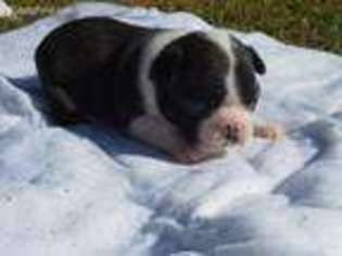 Boston Terrier Puppy for sale in Clarks Hill, SC, USA