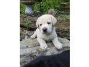 Labrador Retriever Puppy for sale in Mc Clure, PA, USA