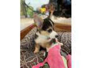 Pembroke Welsh Corgi Puppy for sale in Alexis, NC, USA