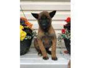 Belgian Malinois Puppy for sale in Honey Brook, PA, USA
