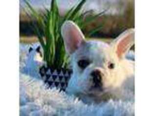 French Bulldog Puppy for sale in Castle Rock, WA, USA