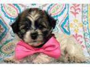 Havanese Puppy for sale in Lancaster, PA, USA