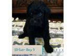 Goldendoodle Puppy for sale in TEXARKANA, TX, USA