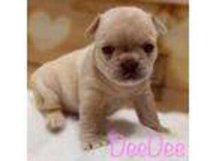 French Bulldog Puppy for sale in Lineville, AL, USA