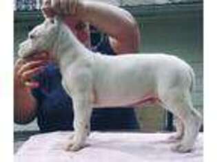 Dogo Argentino Puppy for sale in Marble, NC, USA