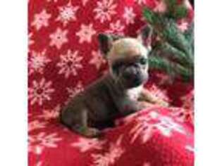 French Bulldog Puppy for sale in Malone, NY, USA