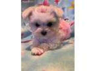 Maltese Puppy for sale in Sioux Center, IA, USA