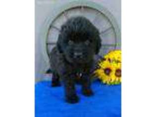 Newfoundland Puppy for sale in Grabill, IN, USA