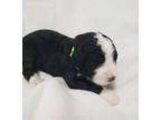 Mutt Puppy for sale in Westerville, OH, USA