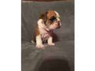 Bulldog Puppy for sale in Waynesville, OH, USA
