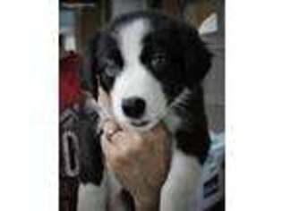 Border Collie Puppy for sale in Diamondhead, MS, USA
