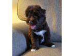 Mutt Puppy for sale in Forest, OH, USA