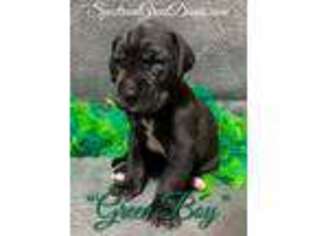 Great Dane Puppy for sale in Clovis, CA, USA