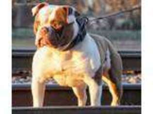 Olde English Bulldogge Puppy for sale in Georgetown, TX, USA