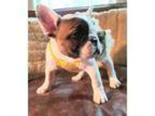 French Bulldog Puppy for sale in West Linn, OR, USA