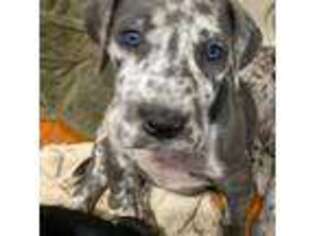 Great Dane Puppy for sale in Campbell, OH, USA