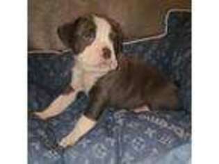 Olde English Bulldogge Puppy for sale in Cairo, NY, USA