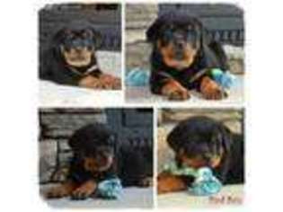 Rottweiler Puppy for sale in Morganton, NC, USA