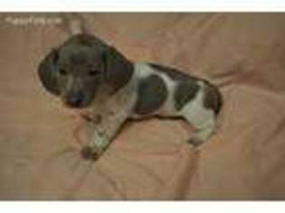 Dachshund Puppy for sale in Manchester, NH, USA