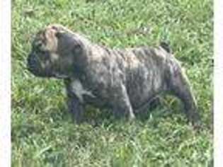 Olde English Bulldogge Puppy for sale in Belton, SC, USA