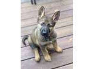 German Shepherd Dog Puppy for sale in Austin, TX, USA