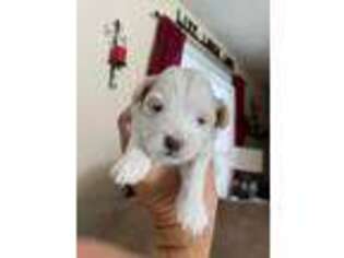 Poovanese Puppy for sale in Cadillac, MI, USA