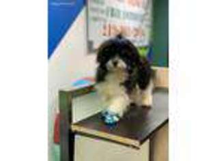 Havanese Puppy for sale in Homewood, IL, USA