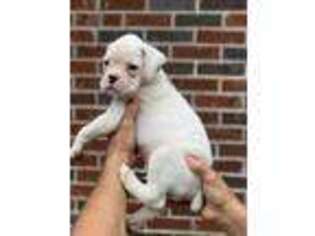 Boxer Puppy for sale in Greer, SC, USA