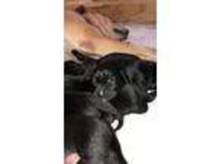 Labrador Retriever Puppy for sale in Ringgold, GA, USA
