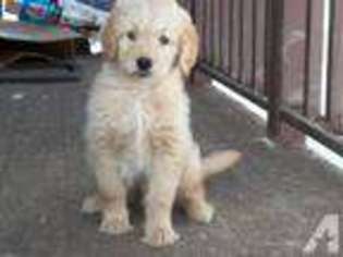 Goldendoodle Puppy for sale in CHARLES TOWN, WV, USA