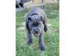 Cane Corso Puppy for sale in Bloomington, CA, USA