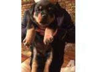 Rottweiler Puppy for sale in OROVILLE, CA, USA
