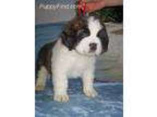 Saint Bernard Puppy for sale in Mcminnville, OR, USA