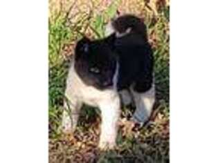 Akita Puppy for sale in Durham, NC, USA