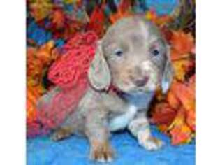 Dachshund Puppy for sale in Colorado Springs, CO, USA
